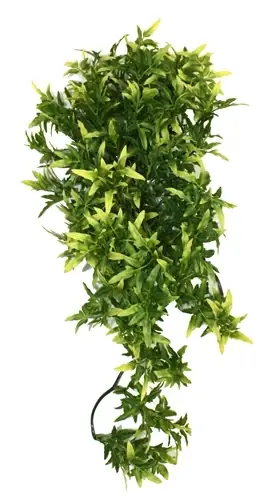 Kan købes nu - Komodo Croton Plante